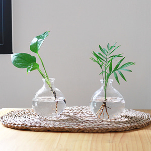공기정화식물 수경재배 vase SET