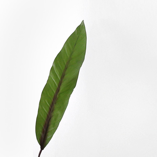 하와이안 leaf